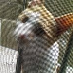 길냥이 키우기(사진有)