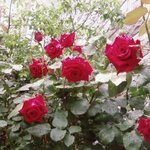 왜 쾌락은 외마디 <b>비명</b>을 지르게 하는것일까염*^^*