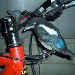 <b>까치</b>가 들어왔어요!