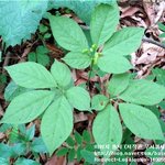 (사진 有) 아빠엄마께서 캐오신 <b>산삼</b>.......