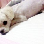 사진有] 입양 1년째, 얼짱견 "<b>뽀삐</b>"를 소개합니다~