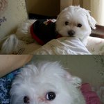 (사진有)5년간의 동거..<b>사별</b> 후 1년.....