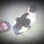 로 드 로 스 트 키 리 를 구하고 '도흜햏 피자' 공짜로 먹다...