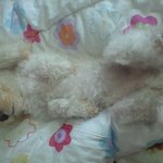 만수초운동장에서 23일 밤 8시반경에 잃어버린 흰색푸들을 찾아요...