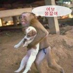 <b>복날</b>이 다가오넹~~~악 원숭이가....