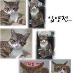 (사진有)<b>입양</b>보냈던 고양이가 집으로 돌아왔어요..