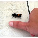 (사진有)엄지만한 여왕벌이 내 <b>배위</b>에 살포시 착지를..