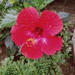 노예계약서 여학생 끝내 성폭행 당하고 말았다는군요,,(중6.27)