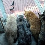 동물들 순간<b>포착</b>, 느낌이 살아있어!