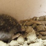 [사진有]저희집에 두더지가 들어왔어요- -!!