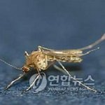 여름철 해충 퇴치법