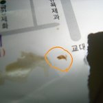 <b>커피</b>먹다가 나온벌레