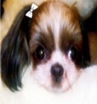 　　이렇게 생긴시<b>츄</b> 보셨어요? '-' ♥