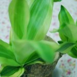 (<b>사진</b>有)사귄<b>지</b> 300일. 남자친구가 나한테 해준것