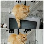 울 냥이 잃어버렸어요 ㅠㅠ (<b>파주시</b> 금촌동)<<  찾았습니다!!...