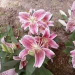 간통죄 사실상 <b>식물</b>형벌 되다! 불륜아이 속인女 1명만 구속했댄다...