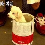 다양한 개집, <b>빈부</b>격차가 심하네요