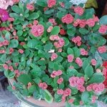 내 여친이 나보고 <b>좀비</b>가 되달라하네요,, 어쩌죠?