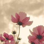 회사 다니시는 선배님들께 여쭈어 볼께요~