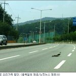 오리가족의 <b>무사</b>횡단 ㅎ