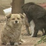 가슴이 아프다.. 강아지들도 <b>대낮</b>에 이러고 있는데..