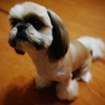 우리집 귀염둥이(www.cyworld.<b>com</b>/xxlwrxx)