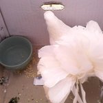 (사진有)저희 가게에 행운의비둘기가 찾아왔어요 하하;