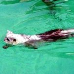 알고보면 수영의 <b>달인</b>인 냥이들