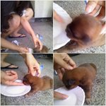 [사진有] 젖도못땐 강아지를 버렸어요...