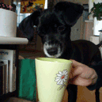 코카믹스 두살 별명은 코앵카 쫄<b>뱅이</b> 미친개