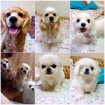 우리 강아지 도살장에서 찾아서 왔어요 ㅠㅠ엄마미워