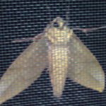 이렇게 큰 <b>나방</b>은 또 처음 보네요..