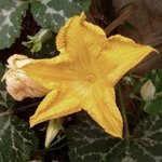 40세 엄마 성폭행한 21세 아들,, 죽이기까지,, 일본문화 실현...