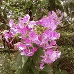 강간범 칩입해 아찔했던 순간,, 한 텔런트 <b>tv</b>서 밝혀,,