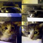 (사진有)길에 버려져 있던 새끼고양이