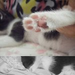 <사진有> 우리 지페(고양이)좀 키워주실분 ~!!!!!!!!