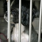 <b>시추</b> 아이 살려주세요