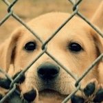 강아지vs고양이 본격 매력 <b>대결</b>!