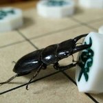 <b>장기</b>하는 벌레세키다...