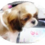 꽃견~ 시츄여아 이슬양의 <b>임보</b>,입양처를 찾아요!!