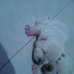 [사진有] 친구 동생 임신시킬뻔 했어요...