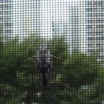 [사진有] 18년인생, 처음으로 본 <b>매미</b>의실체 ...