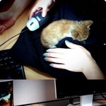 사진有)고양이,입양하실분찾아요!! 급합니다~!!