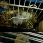 (사진有)<b>철장</b>에서감금당하다결국하늘나라로떠난h...