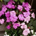 중3때 성매매 강요당한일이 생기네염,,(<b>sbs</b>8.6)