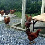 섬마을 군바리의 수제 돈까스 만들기!(사진有)