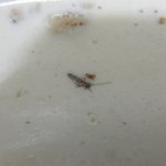 죠리퐁!! 이래서 마음놓고 먹겠습니까??