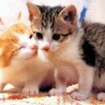 <b>뽀뽀</b>하고 싶은 귀여운 고양이 사진 모음