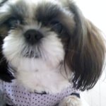 [사진有]저희집 귀염둥이, <b>봉봉</b>이를 소개합니당~