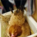 *지금 부화하고 있어요!!*[사진有]